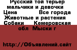 Русский той-терьер мальчики и девочки › Цена ­ 8 000 - Все города Животные и растения » Собаки   . Кемеровская обл.,Мыски г.